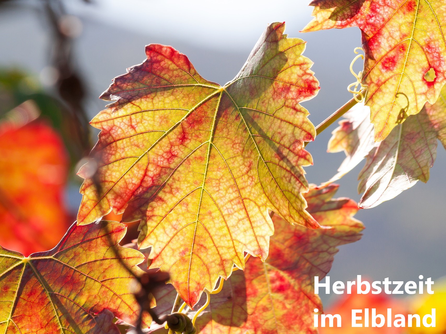 Weinlaub im Herbstjpg