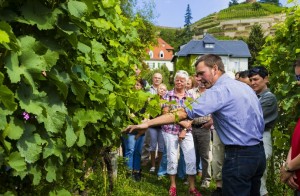 (Copyright © Sylvio Dittrich +49 1772156417)
Tag des offenen Weingutes in Sachsen, Führung durch das Weingut Hoflössnitz.