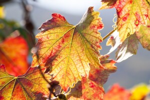 Weinlaub im Herbstjpg