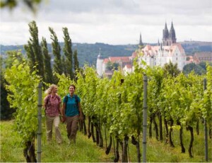 Weinwandern-Meissen_Foto_TMGS
