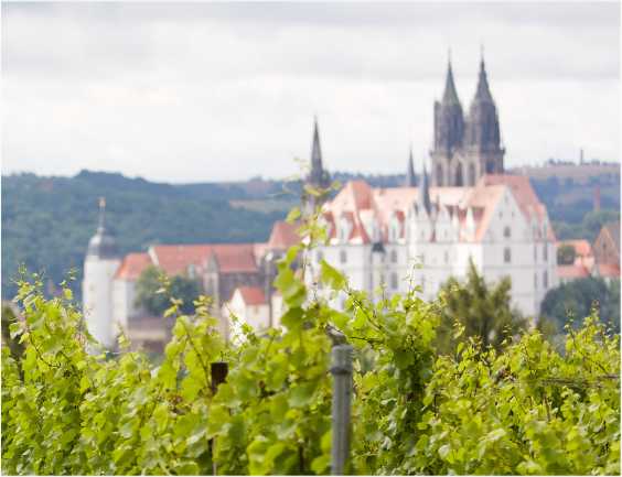 Albrechtsburg_Wein