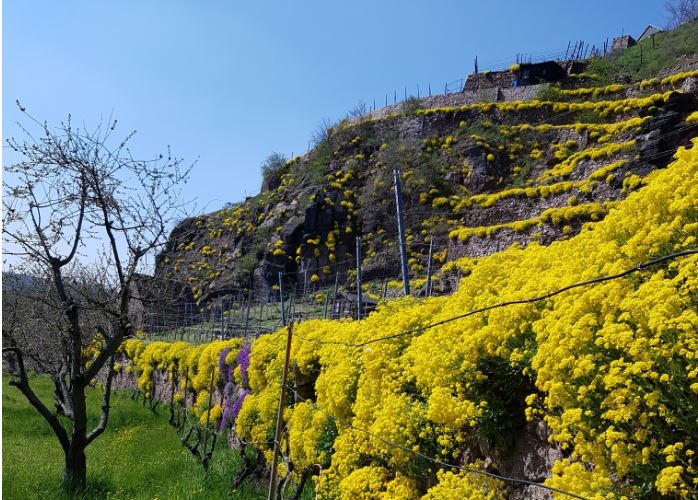 Steinkraut im weinberg_Foto Raden