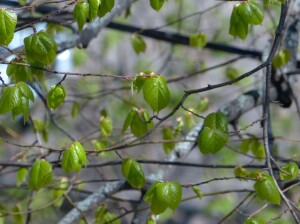 Linden Frühling Pixabay