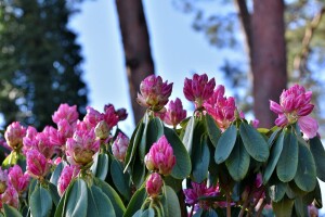 Rhododendronblüte_Foto Pixaby