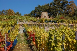 Ratsweinberg K_T_Foto_Gemeinde Weinböhla