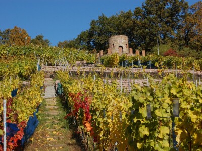 Ratsweinberg K_T_Foto_Gemeinde Weinböhla