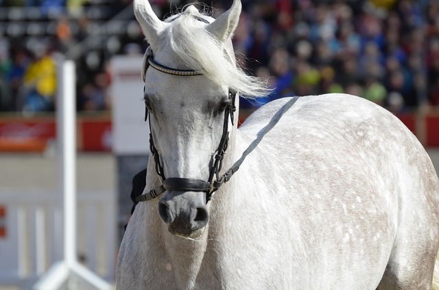 main-and-state-stud-marbach-2829062_640